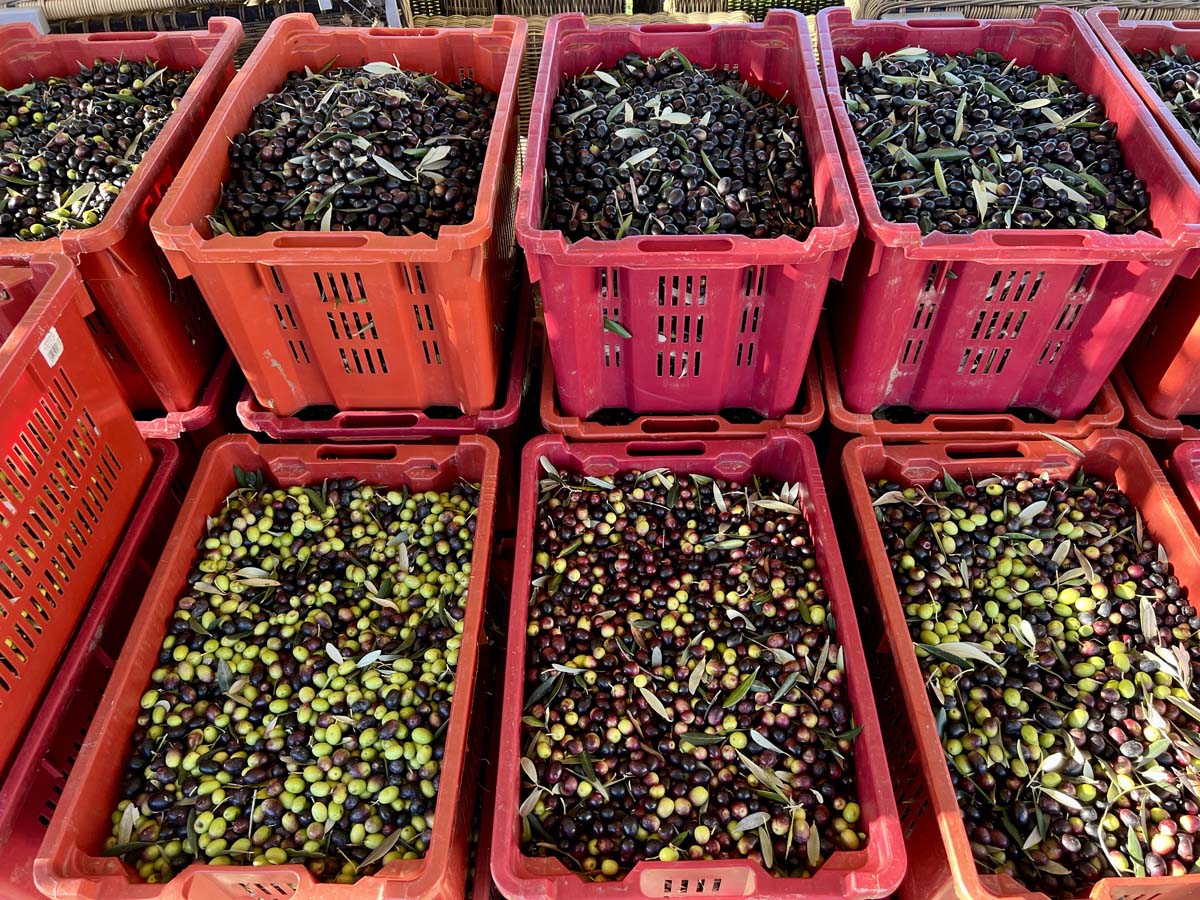Olivenhøst i Toscana. Foto: Italianista.dk