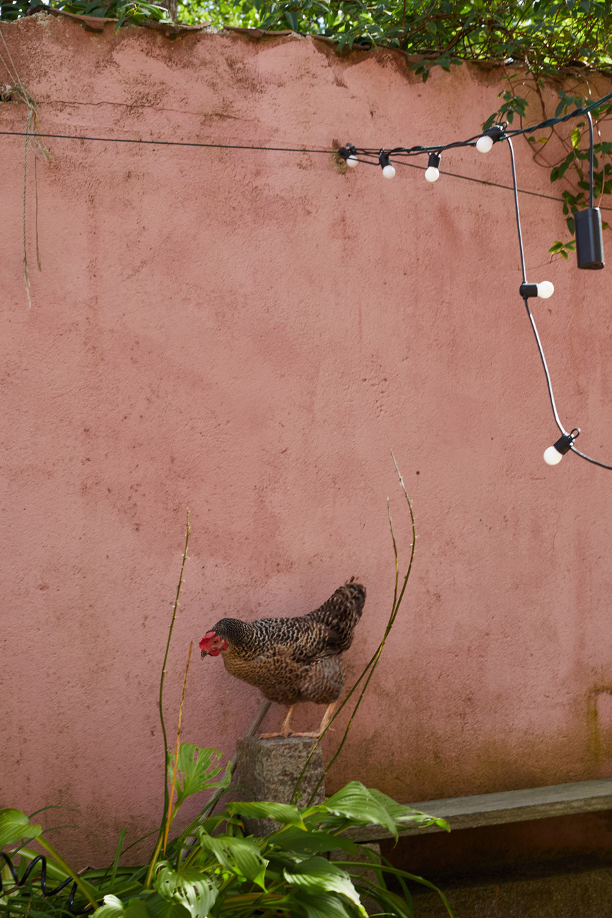 Italianista chicken SofieBorbiconi FotoBenitaMarcussen