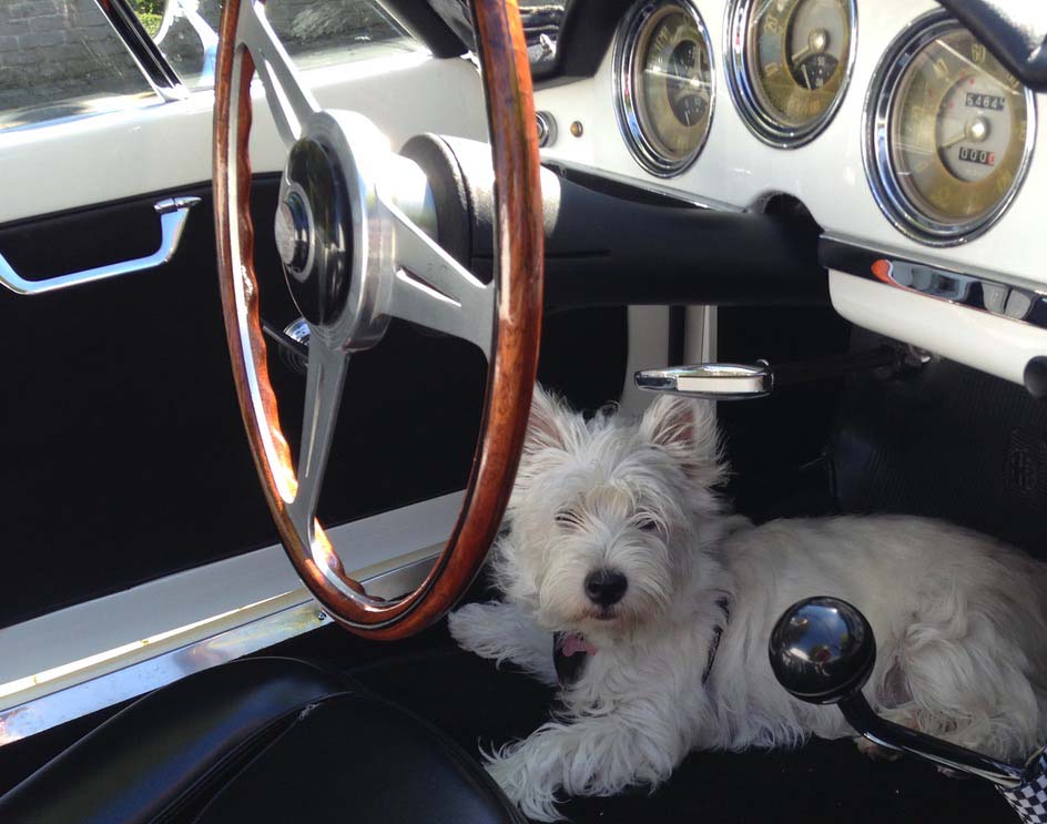 Wilma_westie